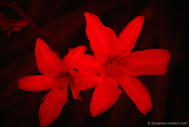 "Infrared Lily"