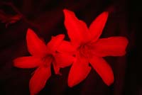 Infrared-Lily-0559