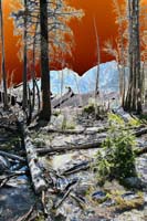 030Lake-Trees-Exp2-0703