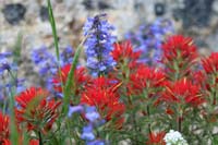 087Paintbrush-Study1-0497