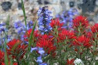 088Paintbrush-Study2-0497