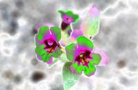 091Neon-Violets-0509
