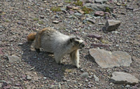 IHoaryMarmot-6119