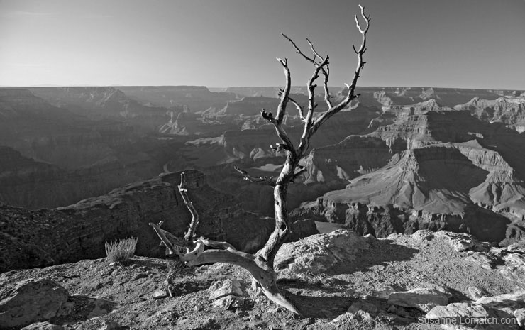 "Cedar Ridge Afternoon"
