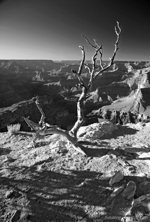 "Cedar Ridge Afternoon - Portrait"
