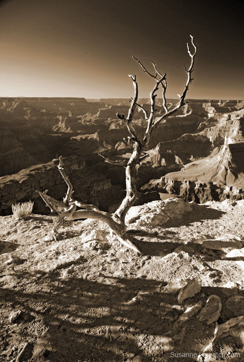 "Cedar Ridge Afternoon - Portrait"