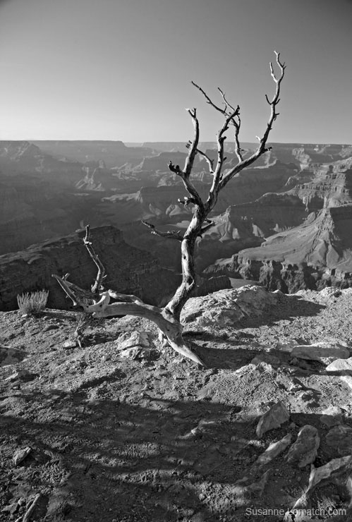 "Cedar Ridge Afternoon - Portrait"