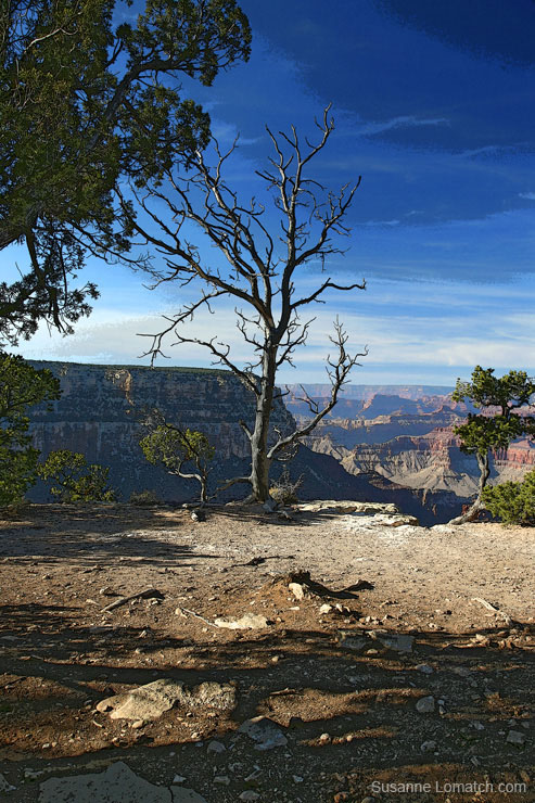 "Naked Vista Illustrated"