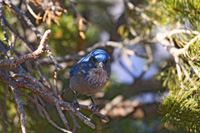 CiAngryBluebird-5598