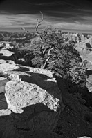 ConvergenceVib-5510-BW2