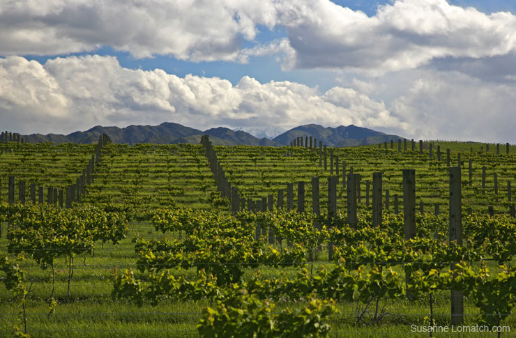 "Vineyard Scenery"